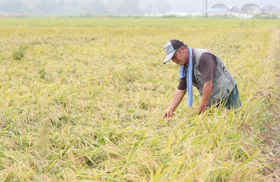 9월 7일 세종시 연동면 송용리 소재에서 쌀전업농 사낭규(57세)씨가 조생종 품종인 운광벼 수확을 위해 벼를 살펴보고 있다.