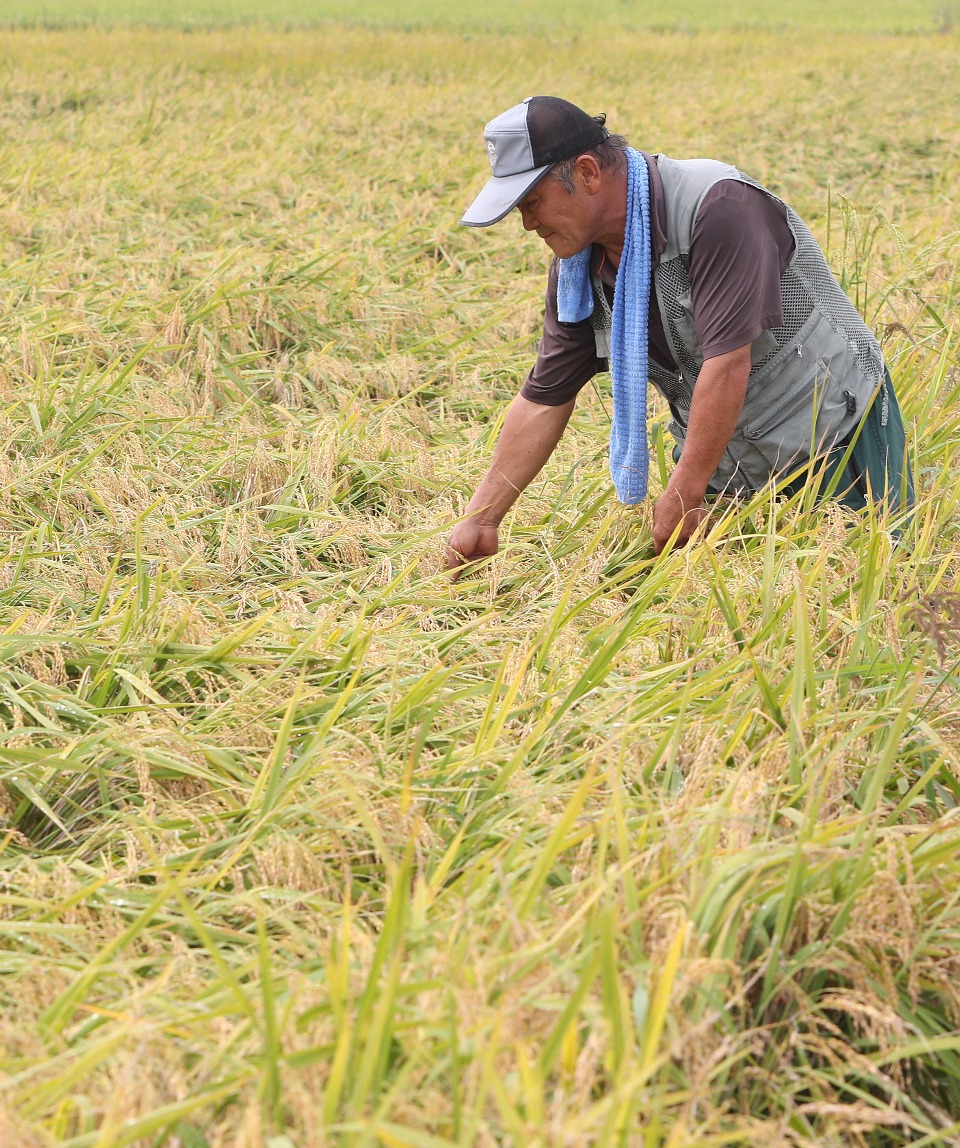 9월 7일 세종시 연동면 송용리 소재에서 쌀전업농 사낭규(57세)씨가 조생종 품종인 운광벼 수확을 위해 벼를 살펴보고 있다.