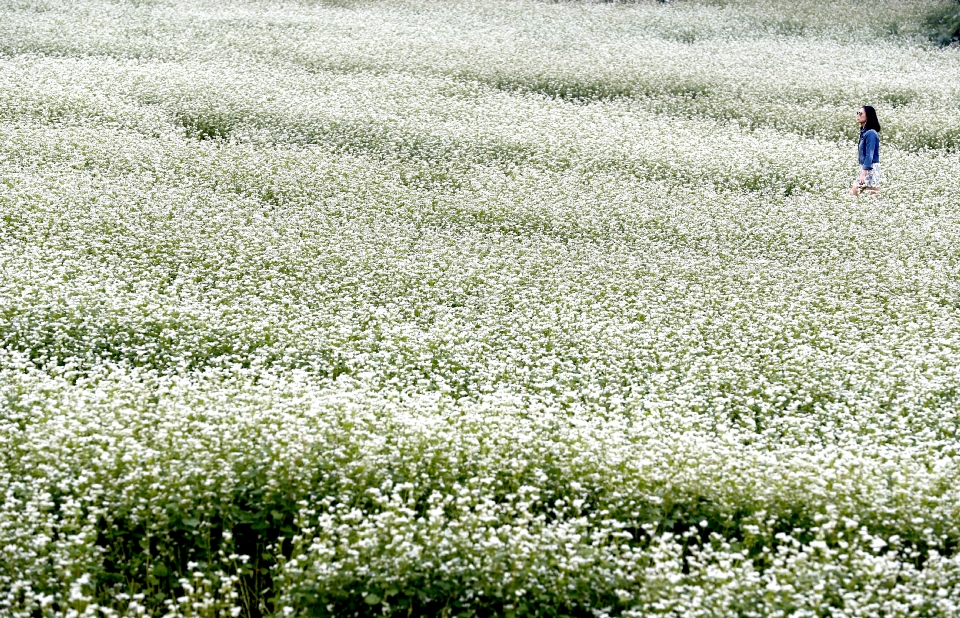 강원 평창군 봉평면 효석문화마을 일대에 만개한 메밀꽃밭에서 관광객들이 즐거운 시간을 보내고 있다.