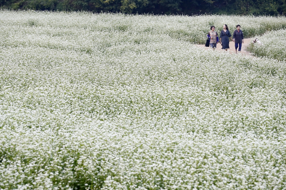강원 평창군 봉평면 효석문화마을 일대에 만개한 메밀꽃밭에서 관광객들이 즐거운 시간을 보내고 있다.