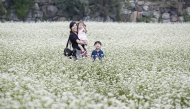 메밀 꽃~ 하얀 눈처럼 내린 강원도 봉평  사진 8