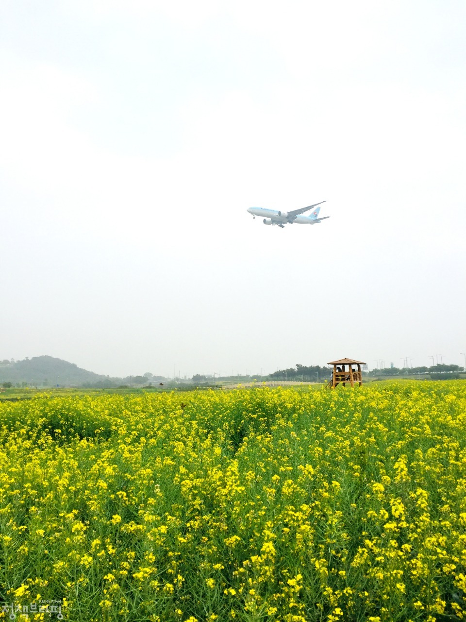 인천공항 하늘정원 유채꽃밭에서 시민들이 봄의 막바지를 만끽하고 있다. 인천공항 하늘정원에 3만6,000㎡ 규모로 조성된 유채꽃밭은 5월 24일부터 6월 16일까지 시민들에게 무료 개방된다. 노란 유채꽃밭 안에서 손에 닿을듯한 비행기와 함께 사진을 찍을 수 있는 이색적인 장소이다.