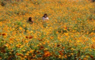 들꽃마루에 노랑 코스모스 사진 14