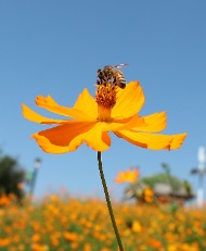 들꽃마루에 노랑 코스모스 사진 3