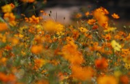 들꽃마루에 노랑 코스모스 사진 15