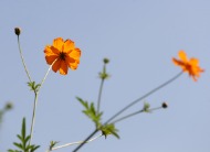 들꽃마루에 노랑 코스모스 사진 5