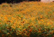 들꽃마루에 노랑 코스모스 사진 13