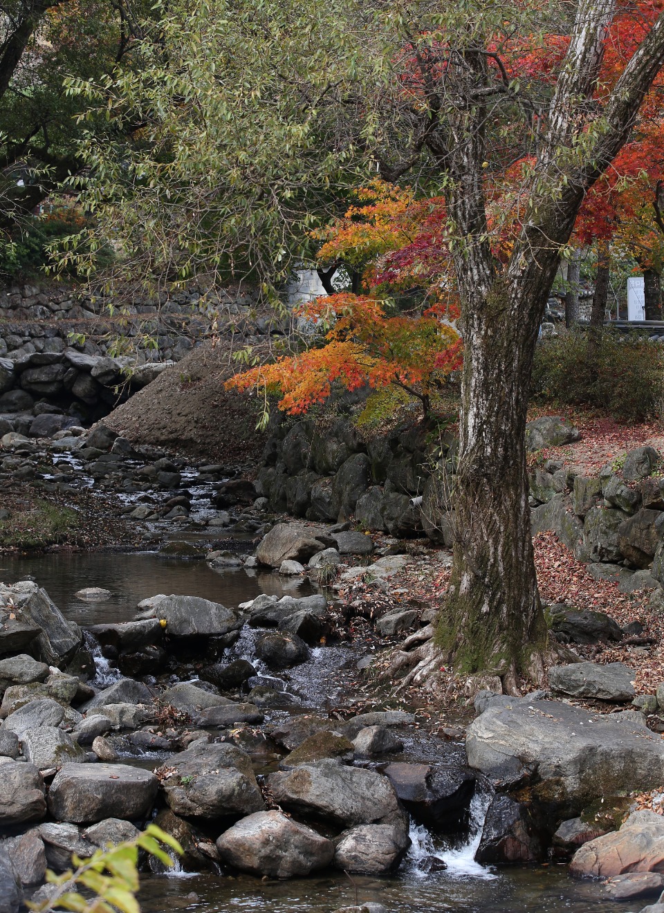 2일 경북 김천에 있는 직지사에 가을 단풍이 곱게 물들고 있다.