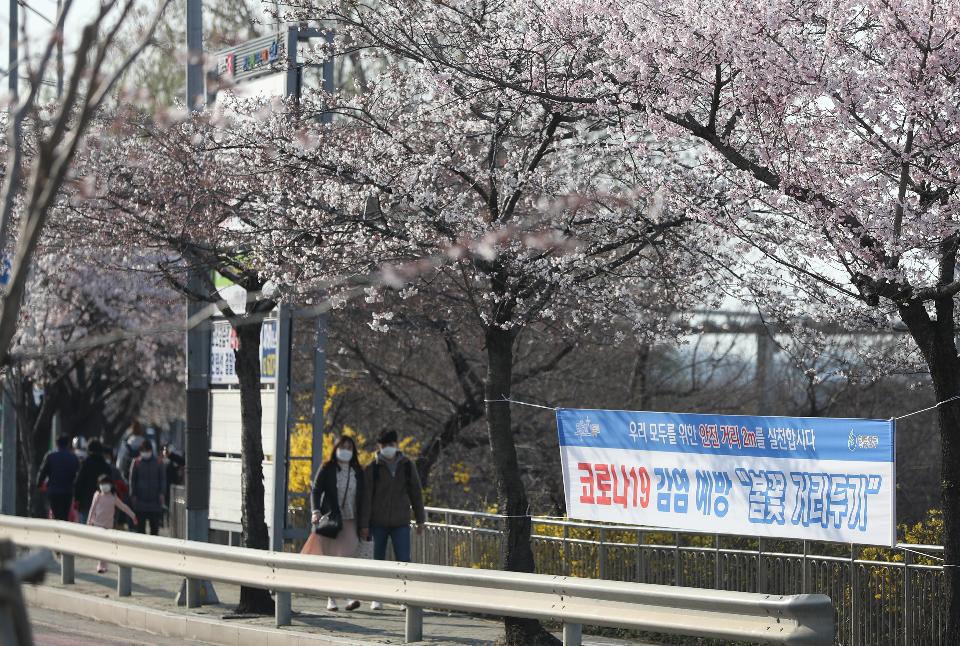 29일 휴일 오후 서울 여의도 국회 뒤편에 4월 2일부터 여의도 벚꽃 길 보행로를 전면 통제한다는 현수막이 걸려 있다. 이날 여의도를 찾은 시민들이 봄 햇살을 받으며 벚꽃 길을 걷고 있다.