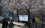 4월, 여의도 벚꽃 길 전면 통제 사진 7