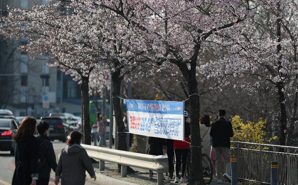 29일 휴일 오후 서울 여의도 국회 뒤편에 4월 2일부터 여의도 벚꽃 길 보행로를 전면 통제한다는 현수막이 걸려 있다. 이날 여의도를 찾은 시민들이 봄 햇살을 받으며 벚꽃 길을 걷고 있다.