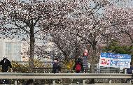 4월, 여의도 벚꽃 길 전면 통제 사진 2