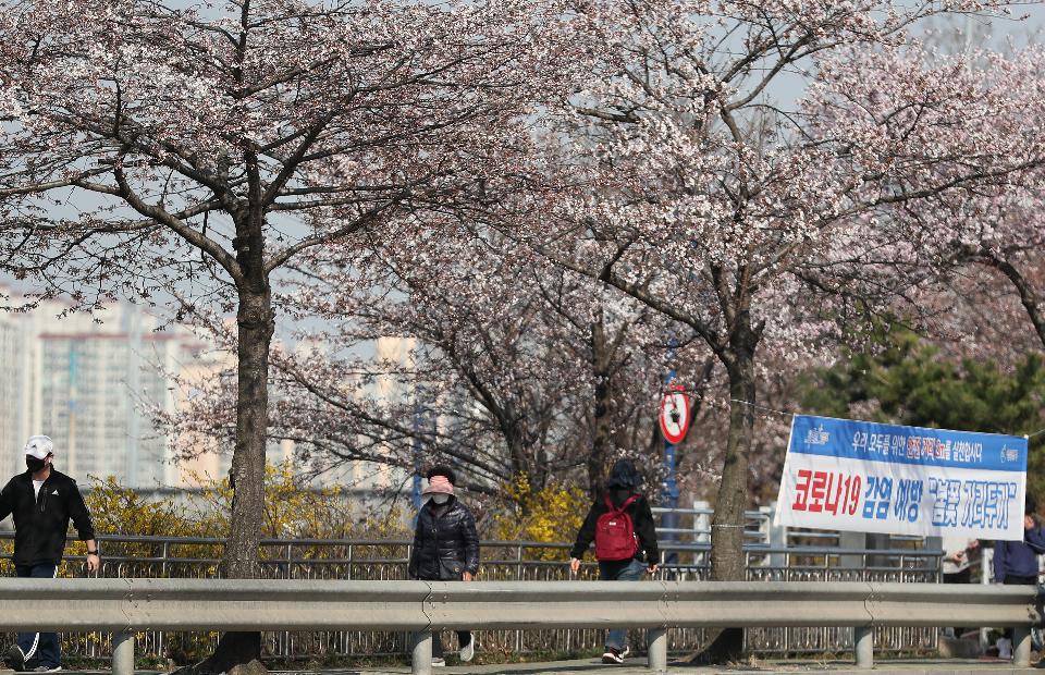 29일 휴일 오후 서울 여의도 국회 뒤편에 4월 2일부터 여의도 벚꽃 길 보행로를 전면 통제한다는 현수막이 걸려 있다. 이날 여의도를 찾은 시민들이 봄 햇살을 받으며 벚꽃 길을 걷고 있다.