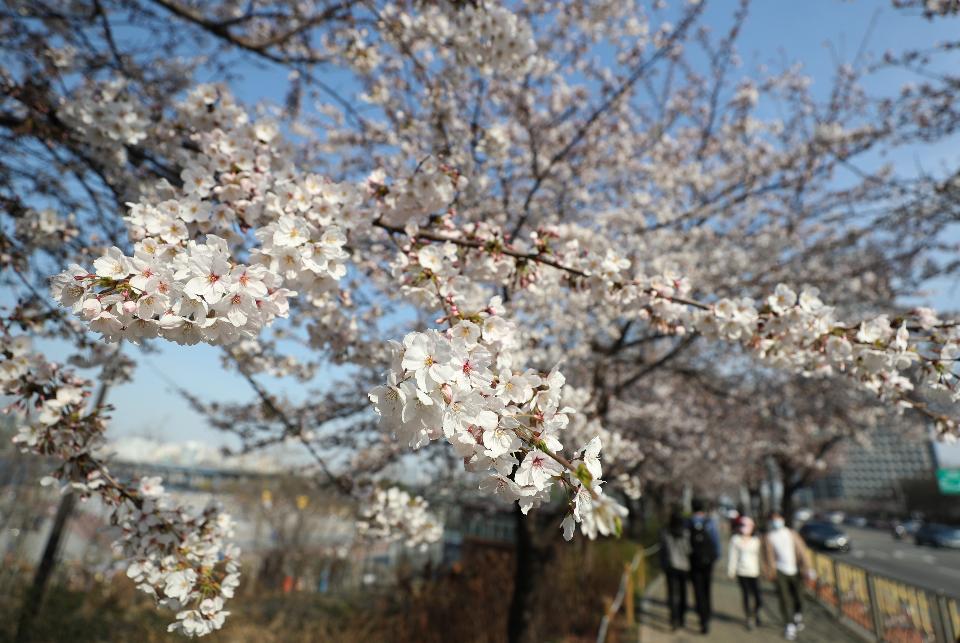 29일 휴일 오후 서울 여의도 국회 뒤편에 4월 2일부터 여의도 벚꽃 길 보행로를 전면 통제한다는 현수막이 걸려 있다. 이날 여의도를 찾은 시민들이 봄 햇살을 받으며 벚꽃 길을 걷고 있다.