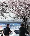4월, 여의도 벚꽃 길 전면 통제 사진 6
