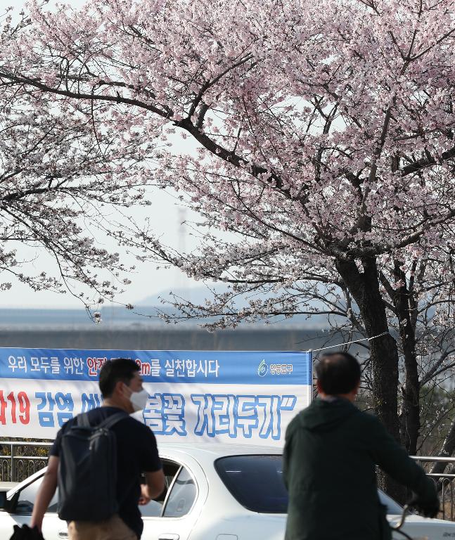 29일 휴일 오후 서울 여의도 국회 뒤편에 4월 2일부터 여의도 벚꽃 길 보행로를 전면 통제한다는 현수막이 걸려 있다. 이날 여의도를 찾은 시민들이 봄 햇살을 받으며 벚꽃 길을 걷고 있다.