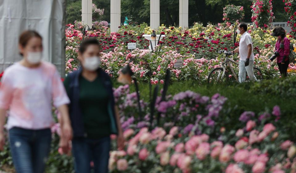 서울 송파구 올림픽공원 남1문에 위치한 장미광장에 한국개량종 및 외래종 160여 종의 다양한 장미가 활짝 피어 오후 광장을 찾은 시민들이 마스트 착용과 거리두기를 하며 구경하고 있다.