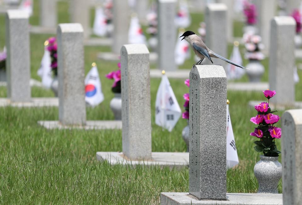  현충일을 하루 앞두고 국립서울현충원을 찾은 참배객들이 참배를 하고 있다. 이날 아버지의 묘를 찾은 딸의 눈물은 아직도 마르지 않았다.