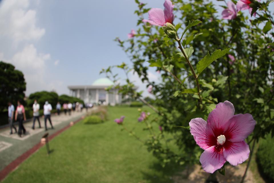 제헌절인 17일 서울 여의도 국회 잔디광장에는 무궁화 꽃이 활짝 피어있고 국회의사당 건물에는 대형현수막이 걸려있다.