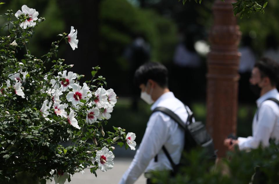 제헌절인 17일 서울 여의도 국회 잔디광장에는 무궁화 꽃이 활짝 피어있고 국회의사당 건물에는 대형현수막이 걸려있다.