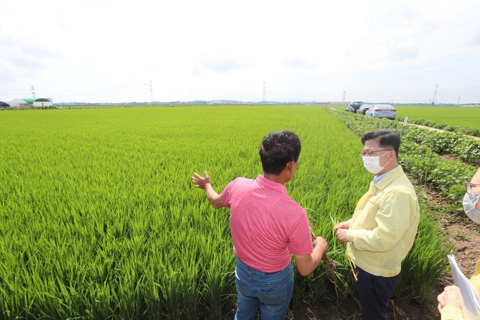 <p>김현수 농림축산식품부 장관은 8.13일(목) 오후 충남 아산 소재 가을배추 육묘장을 방문·격려하고 인근 벼 병해충 방제 현장을 점검하고 있다. </p>