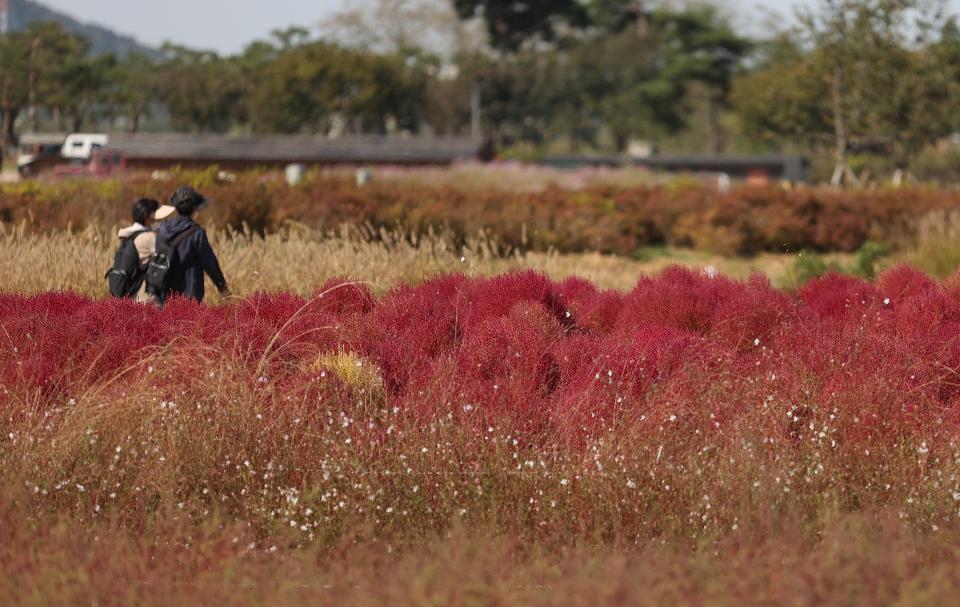 8일 경기도 시흥시 갯골생태공원에 코스모스, 붉은 댑싸리, 은빛 갈대가 가을 바람에 흔들거리며 점점 깊어가는 가을을 느끼게 하고 있다. 