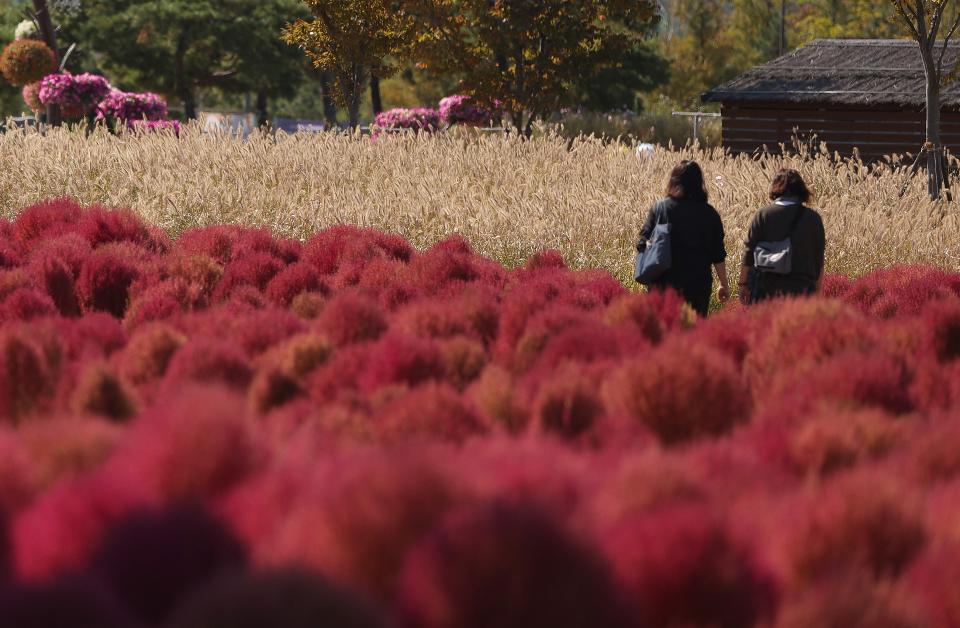 8일 경기도 시흥시 갯골생태공원에 코스모스, 붉은 댑싸리, 은빛 갈대가 가을 바람에 흔들거리며 점점 깊어가는 가을을 느끼게 하고 있다. 