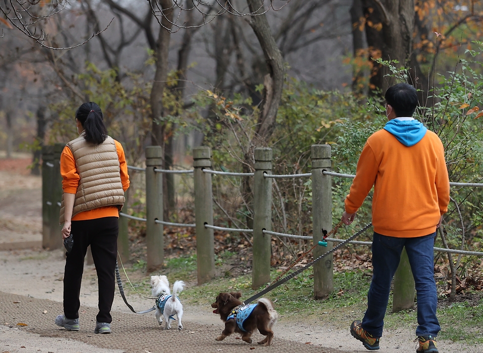 17일 서울 마포구 서울동물복지지원센터에서 직원들이 입양을 기다리는 유기견들을 돌보며 건강 체크도 하고 있다. 이날 매일 찾아와주는 자원봉사자들 덕분에 강아지들이 산책을 하며 즐거운 한때를 보내고 있다.