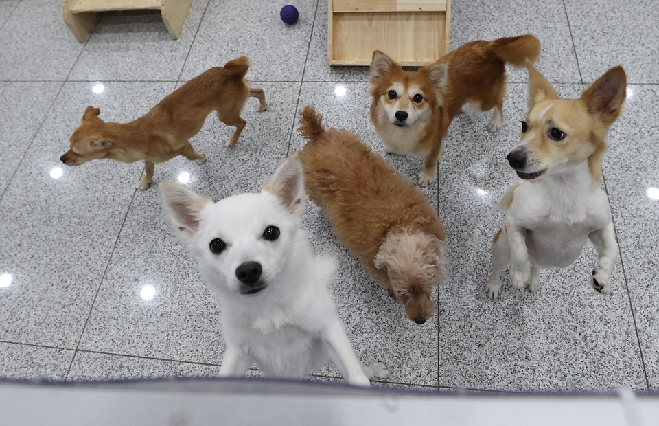 17일 서울 마포구 서울동물복지지원센터에서 직원들이 입양을 기다리는 유기견들을 돌보며 건강 체크도 하고 있다. 이날 매일 찾아와주는 자원봉사자들 덕분에 강아지들이 산책을 하며 즐거운 한때를 보내고 있다.