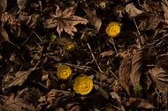 봄을 알리는 황금색 ‘복수초’ 개화 사진 4