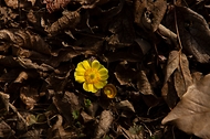봄을 알리는 황금색 ‘복수초’ 개화 사진 5