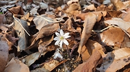 봄을 알리는 꽃 ‘노루귀’ 사진 1