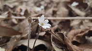 봄을 알리는 꽃 ‘노루귀’ 사진 3