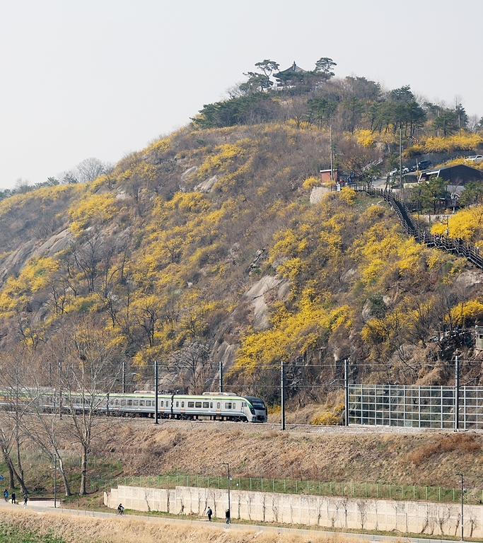 노랗게 물든 응봉산 - 사진 | 멀티미디어 | 대한민국 정책브리핑 노랗게 물든 응봉산