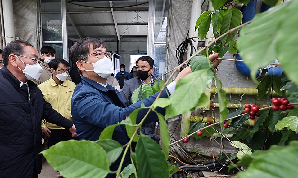 허태웅 농촌진흥청장이 14일 전남 화순군 안개분무 시스템 활용한 커피 재배농가를 방문해 시설과 재배환경을 살펴보고 있다.