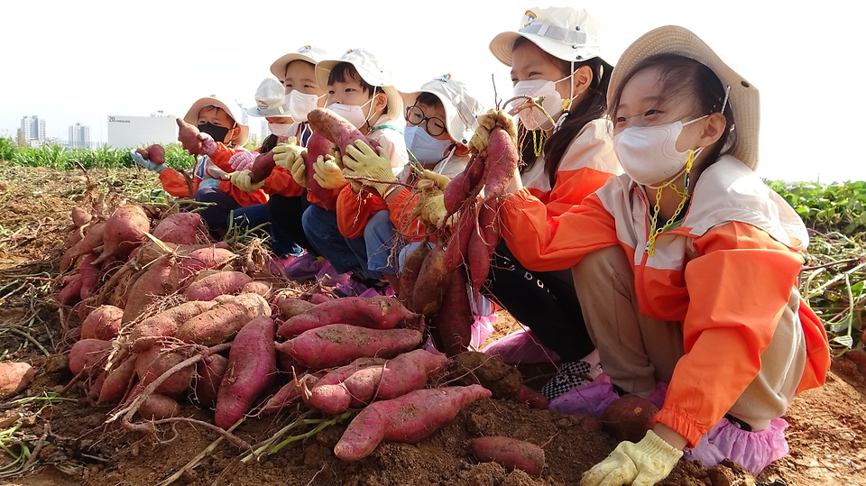14일 전북 완주군 농촌진흥청 국립식량과학원 밭작물 품종 전시포에서 열린 ‘고구마 수확 체험’ 행사에 참석한 어린이들이 고사리 손으로 고구마를 수확하며 즐거워하고 있다.