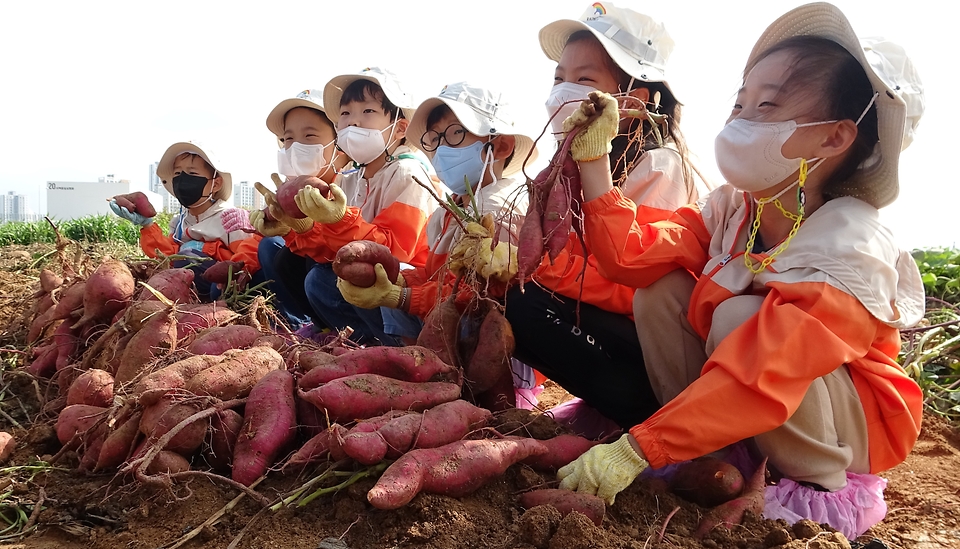 14일 전북 완주군 농촌진흥청 국립식량과학원 밭작물 품종 전시포에서 열린 ‘고구마 수확 체험’ 행사에 참석한 어린이들이 고사리 손으로 고구마를 수확하며 즐거워하고 있다.