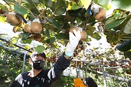 달콤한 국산 골드키위 ‘감황’ 수확 한창! 사진 3