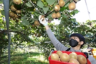 달콤한 국산 골드키위 ‘감황’ 수확 한창! 사진 1