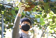 달콤한 국산 골드키위 ‘감황’ 수확 한창! 사진 9