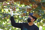 달콤한 국산 골드키위 ‘감황’ 수확 한창! 사진 6