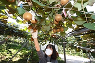 달콤한 국산 골드키위 ‘감황’ 수확 한창! 사진 4
