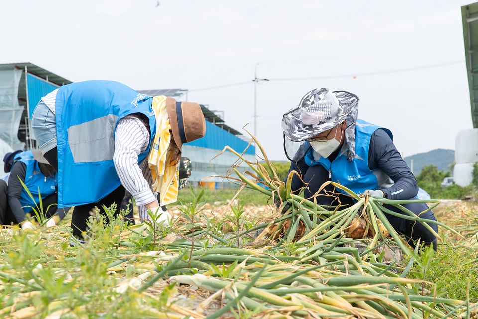 박범영 국립축산과학원장과 직원 30여명이 13일 전북 완주군 고산면 양파 재배 농가를 찾아 양파 수확을 하며 구슬땀을 흘리고 있다.