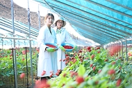 농촌진흥청, 인삼 열매 수확 한창 사진 2