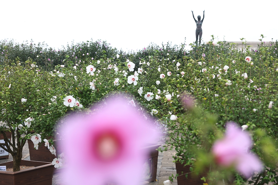 <p>10일 오후 충남 보령시 대천해수욕장 머드광장에서 열린 제32회 나라꽃 무궁화 전국축제에서 전국에서 출품한 1천 200여점의 무궁화 화분이 전시돼 있다. 축제는 12일 개막. </p>
<div><br></div>