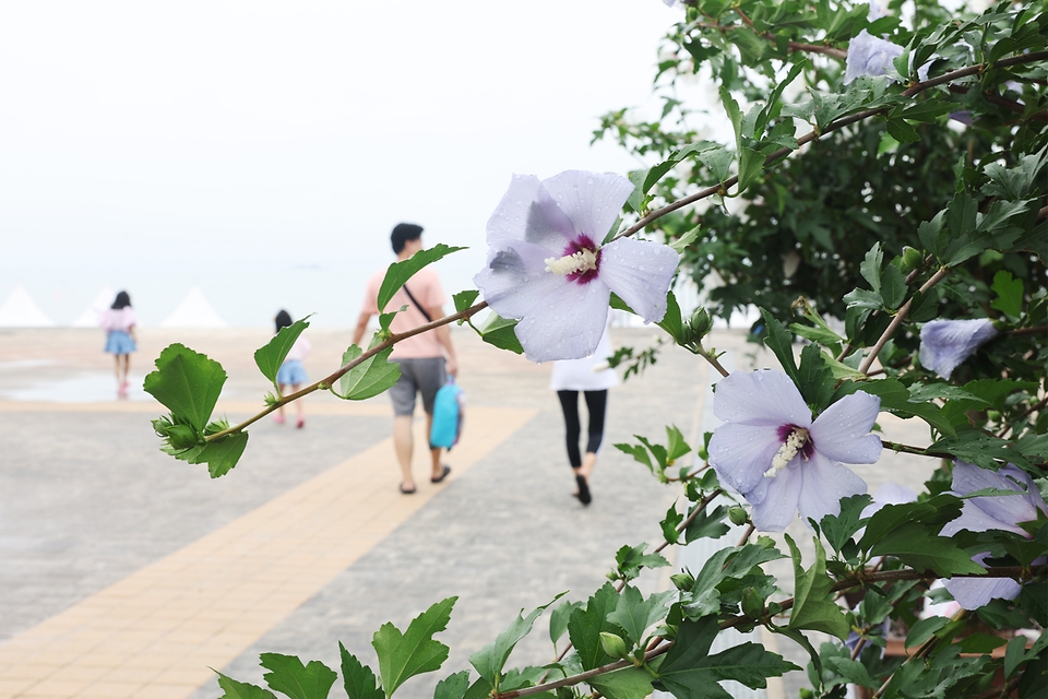 <p>10일 오후 충남 보령시 대천해수욕장 머드광장에서 열린 제32회 나라꽃 무궁화 전국축제에서 관람객들이 무궁화 화분을 둘러보고 있다. 이번 축제는 ‘나의 꽃무궁화, 세계로 피어나다’를 주제로 전국에서 출품한 1천 200여점의 무궁화 화분이 전시된다. 축제는 12일 개막. </p>
<div><br></div>