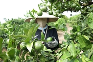농촌진흥청, 풋귤 수확 한창 사진 8