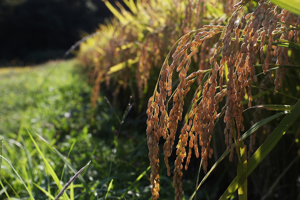 <p>5일 충청남도 공주시 사곡면 일대 들녘에서 벼가 노랗게 익어가고 있다.  농림축산식품부는 쌀값 회복을 위해 오는 12월까지 쌀 45만t(톤)을 매입해 시장 격리하는 등 쌀값 안정화 대책을 발표했다.</p>