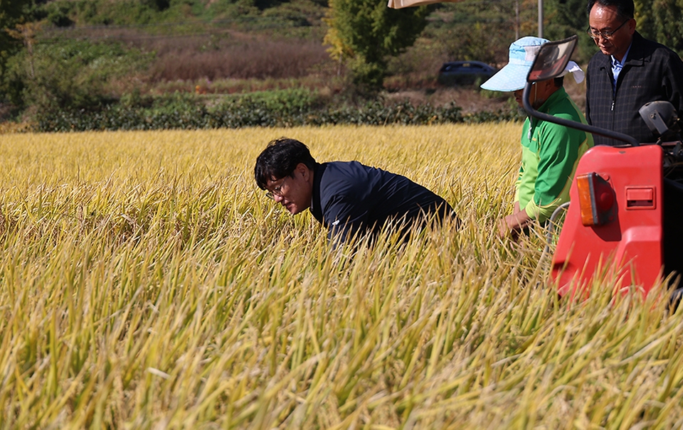 조재호 농촌진흥청장이 14일 전북 김제시에 위치한 가루쌀 품종 ‘바로미2’ 종자생산단지를 찾아 벼 베기 현장을 살펴보고 있다.