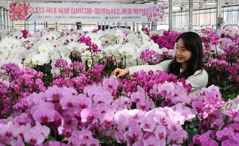 31일 전북 완주군 농촌진흥청 국립원예특작과학원 화훼온실에서 ‘2023 국내 육성 심비디움·팔레놉시스 품종 평가회’가 진행되고 있다.